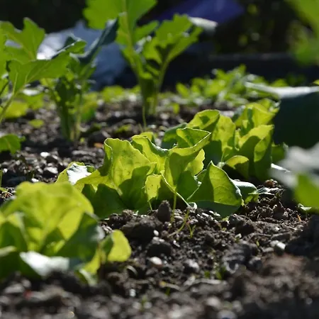 酒店 Rissbacher 3*