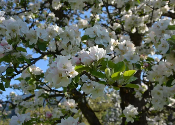 Rissbacher فندق 3*